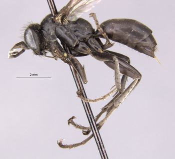 Media type: image;   Entomology 13699 Aspect: habitus lateral view